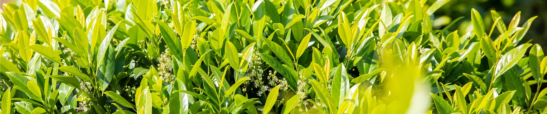 Prunus laurocerasus 'Caucasica' Prunus laurocerasus 'Caucasica'