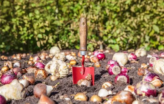 Krankheiten und Schädlinge an Blumenzwiebeln und -knollen erkennen
