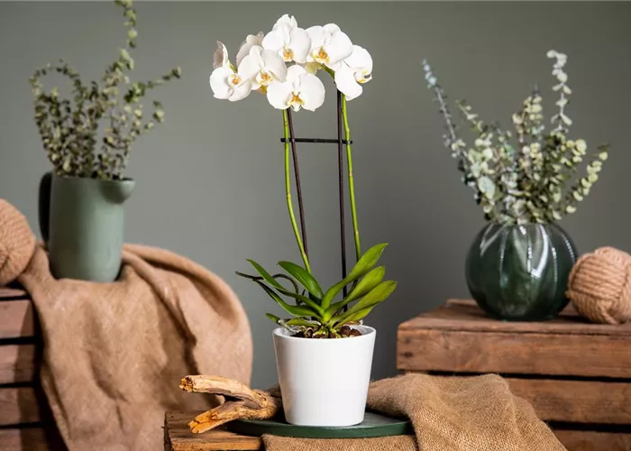 Orchideen pflegen für ein gesundes Wachstum  Orchideen pflegen für ein gesundes Wachstum