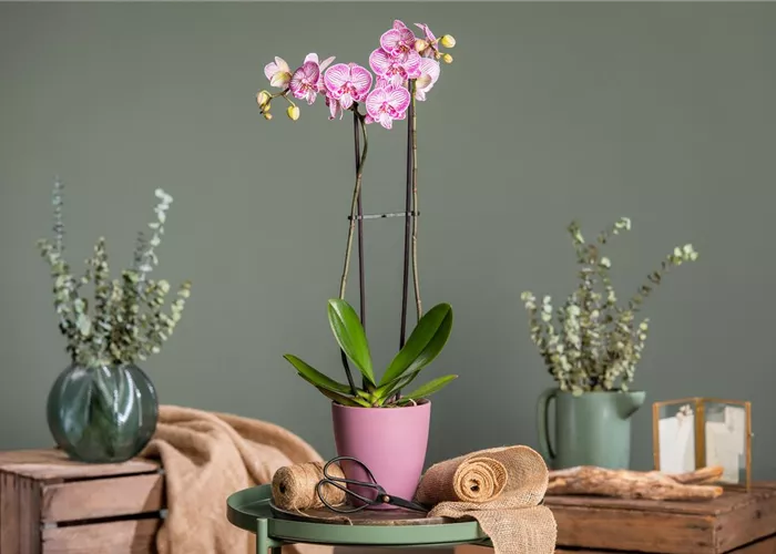 Orchideen schneiden und für gesunde Pflanzen sorgen Orchideen schneiden und für gesunde Pflanzen sorgen