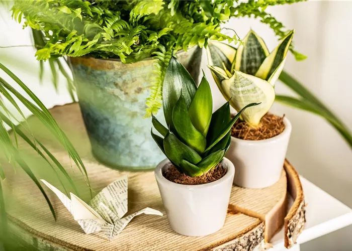 Raumgestaltung mit Zimmerpflanzen für einen grünen Dschungel Raumgestaltung mit Zimmerpflanzen für einen grünen Dschungel