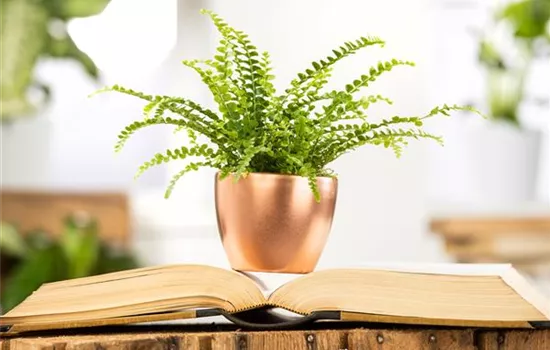 Schädlinge an Zimmerpflanzen erkennen und vorbeugen