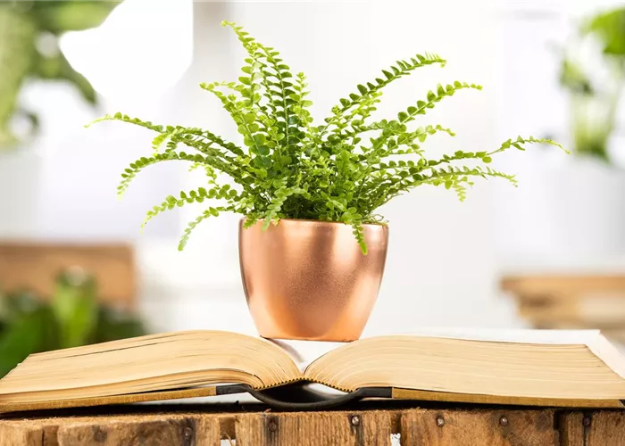 Schädlinge an Zimmerpflanzen erkennen und vorbeugen Schädlinge an Zimmerpflanzen erkennen und vorbeugen