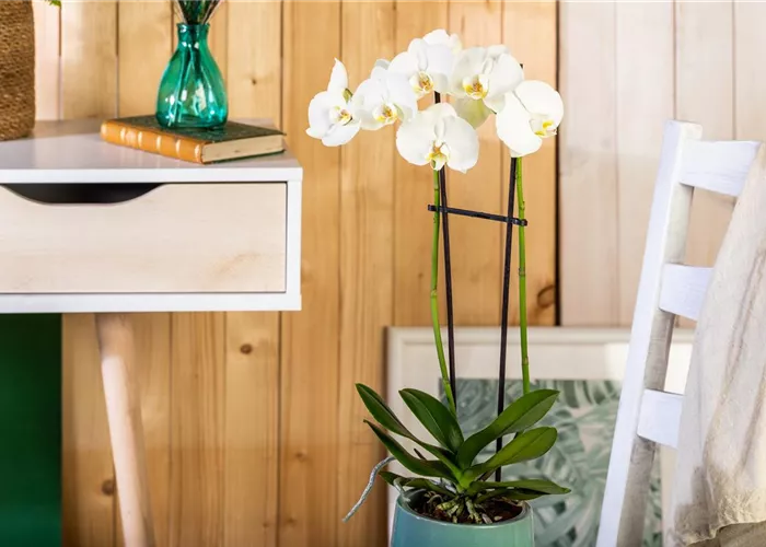 Tipps für eine traumhafte Raumgestaltung mit Orchideen Tipps für eine traumhafte Raumgestaltung mit Orchideen