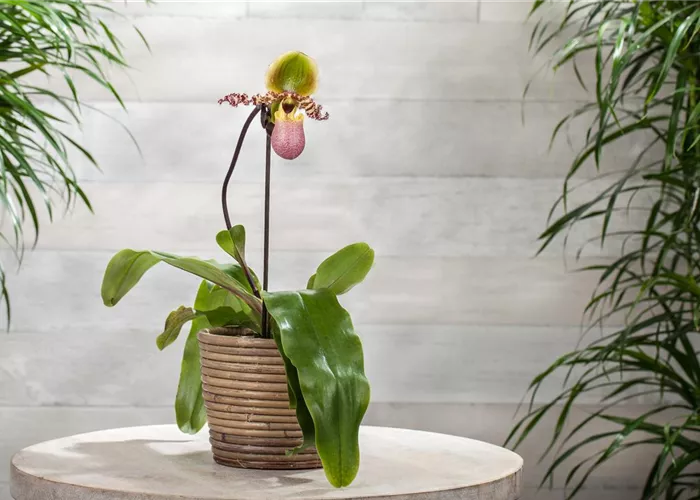 Wirksam gegen Krankheiten und Schädlinge bei Orchideen Wirksam gegen Krankheiten und Schädlinge bei Orchideen