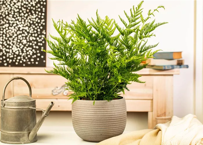 Zimmerpflanzen kaufen und Leben ins Haus holen Zimmerpflanzen kaufen und Leben ins Haus holen