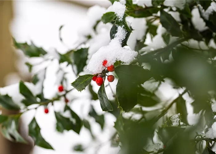 Top 10 der besten Winterpflanzen für Garten und Balkon