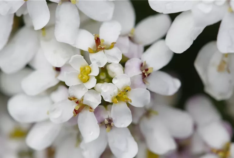 Iberis sempervirens