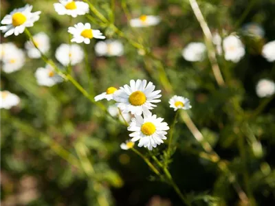 8 Pflanzen für die Gesundheit, die jeder kennen sollte 8 Pflanzen für die Gesundheit, die jeder kennen sollte