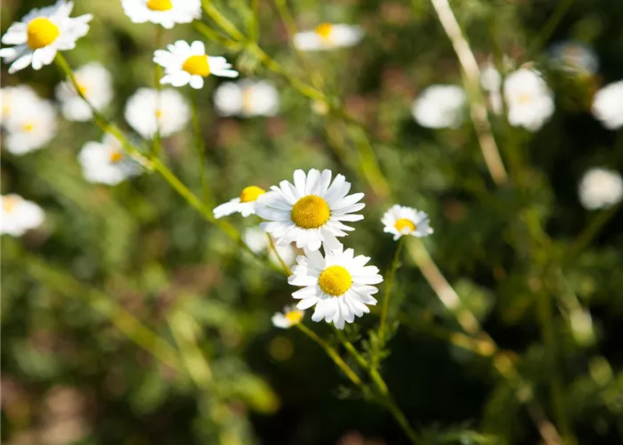 8 Pflanzen für die Gesundheit, die jeder kennen sollte 8 Pflanzen für die Gesundheit, die jeder kennen sollte