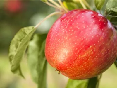 Apfelbäume im Garten – Eine reiche und leckere Ernte Apfelbäume im Garten – Eine reiche und leckere Ernte
