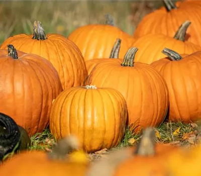 Der Herbst ist die beste Zeit für leckere und hübsche Kürbisse Der Herbst ist die beste Zeit für leckere und hübsche Kürbisse