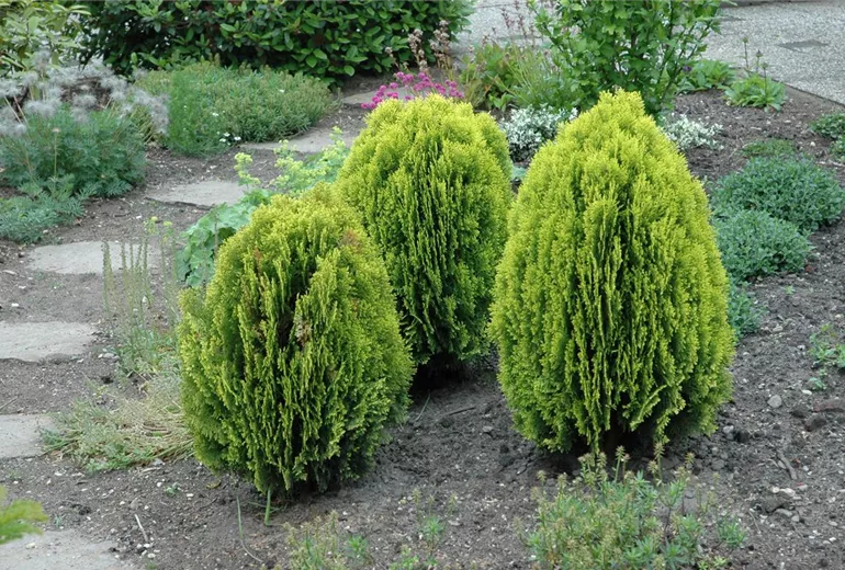 Koniferen