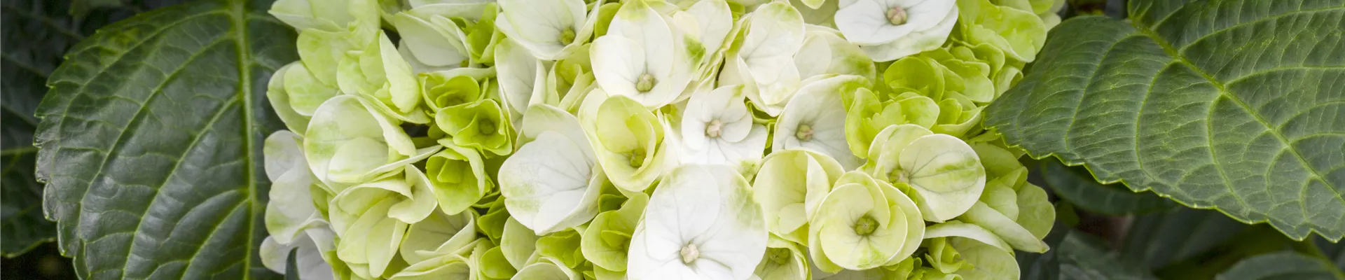 Hydrangea macrophylla 'Hochzeits-Hortensie'® Hydrangea macrophylla 'Hochzeits-Hortensie'®