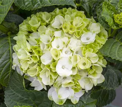 Ein bunter Garten dank der Hortensienvielfalt Ein bunter Garten dank der Hortensienvielfalt