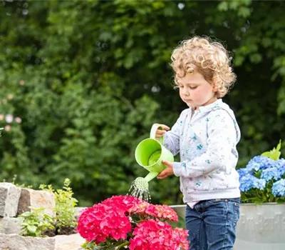 Für bunte Blütenpracht Hortensien pflegen und richtig düngen Für bunte Blütenpracht Hortensien pflegen und richtig düngen