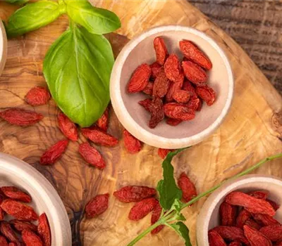 Goji-Beeren – Superfood aus Fernost im eigenen Garten Goji-Beeren – Superfood aus Fernost im eigenen Garten
