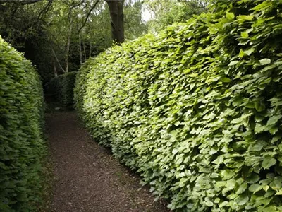 Gut geschützt – Hecken pflanzen und den Garten ungestört genießen