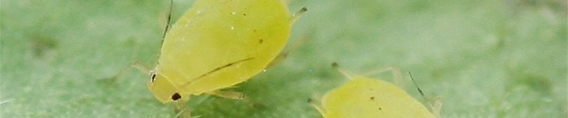 Blattläuse Blattläuse