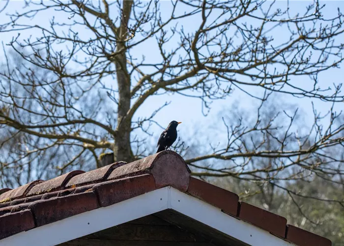 10 Tipps für einen tierfreundlichen Garten 10 Tipps für einen tierfreundlichen Garten