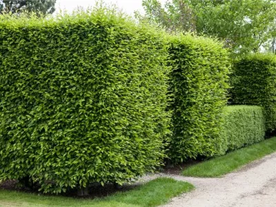 Die Hainbuche als pflegeleichter Star im Garten