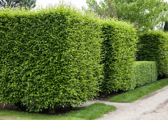 Die Hainbuche als pflegeleichter Star im Garten