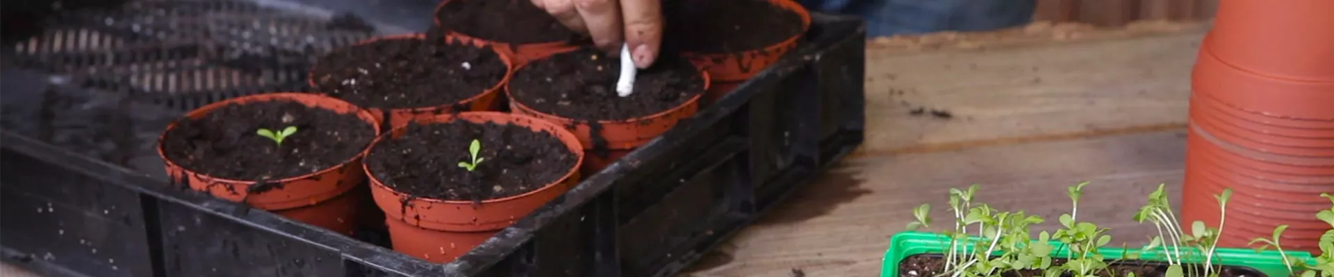 Zwergastern - Pikieren (thumbnail) Zwergastern - Pikieren (thumbnail)