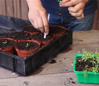 Zwergastern - Pikieren Zwergastern - Pikieren