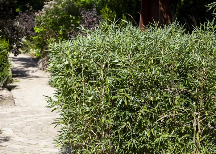 Bambus kaufen und einen Hauch Fernost genießen Bambus kaufen und einen Hauch Fernost genießen