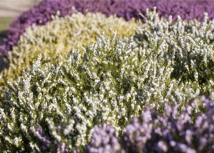 Heide in den unterschiedlichsten Farben für Garten und Balkon