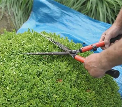 Buchsbaum - Zurückschneiden Buchsbaum - Zurückschneiden