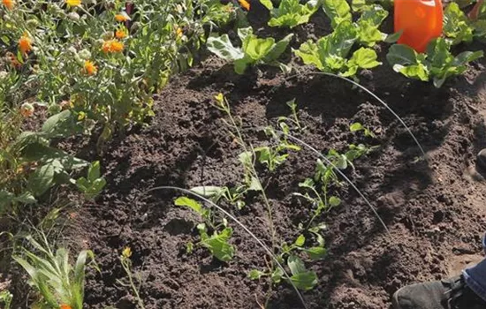 Radieschen - Aussaat und Aufzucht Radieschen - Aussaat und Aufzucht