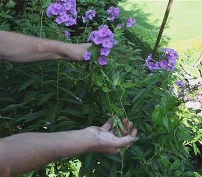 Phlox - Unkraut entfernen Phlox - Unkraut entfernen