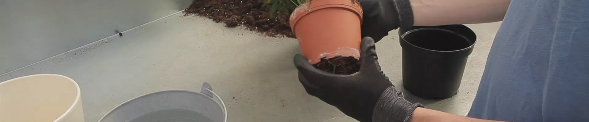 Kentia-Palme - Umtopfen (thumbnail) Kentia-Palme - Umtopfen (thumbnail)